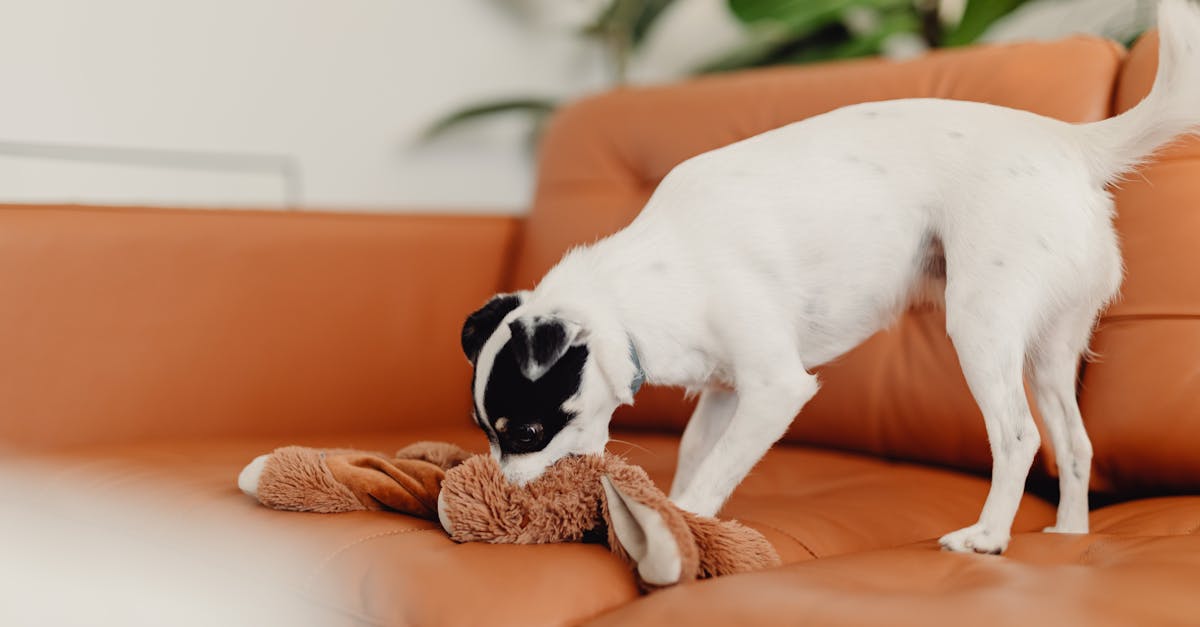 Puppy Biting and Mouthing: Teaching Bite Inhibition