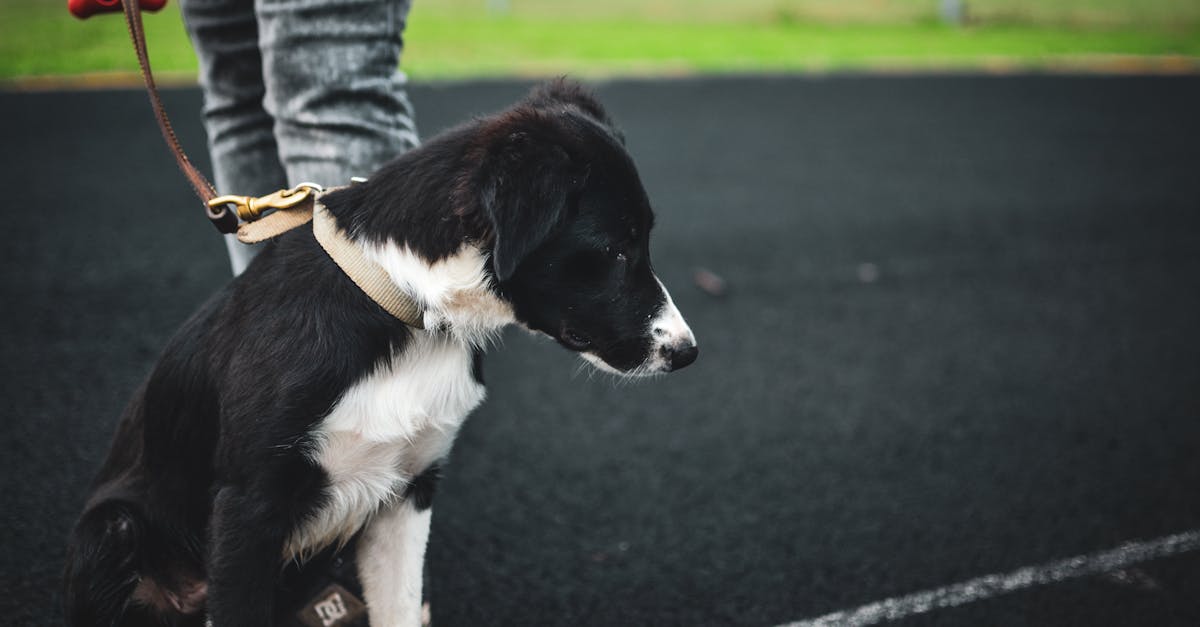 Puppy Kindergarten: What to Expect and How to Choose