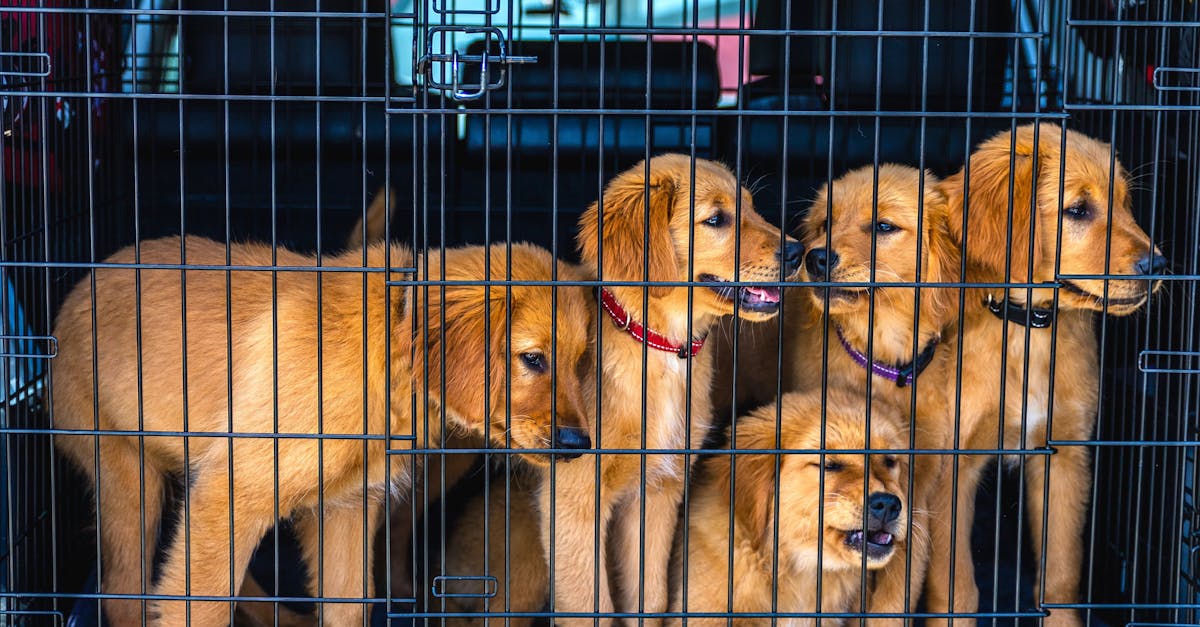 Puppy Socialization: The Critical Window That Shapes Your Dog's Life