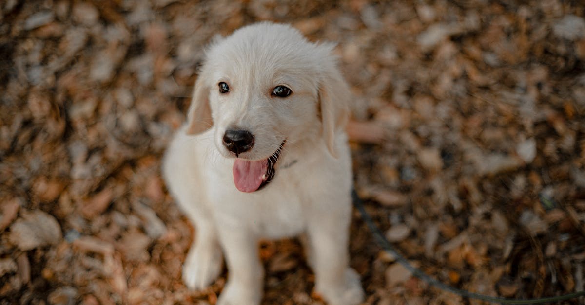 Puppy Training Schedule: Week-by-Week Guide