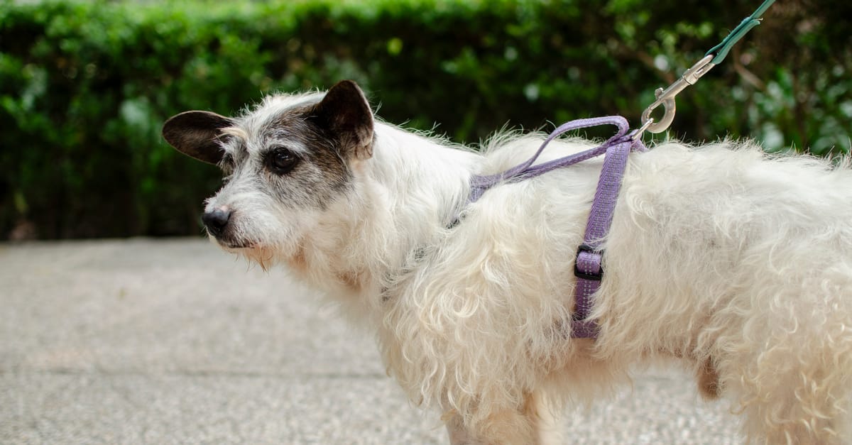 Reactive Dog Training: Managing Leash Reactivity