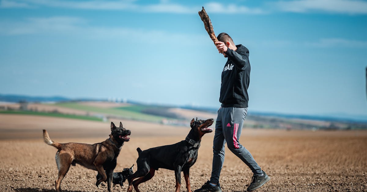 Dog Recall Training: Teaching a Reliable Come Command