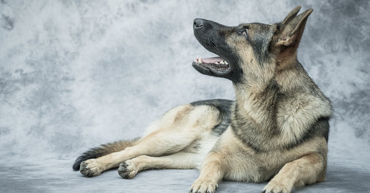 Resource Guarding in Dogs: Prevention and Treatment