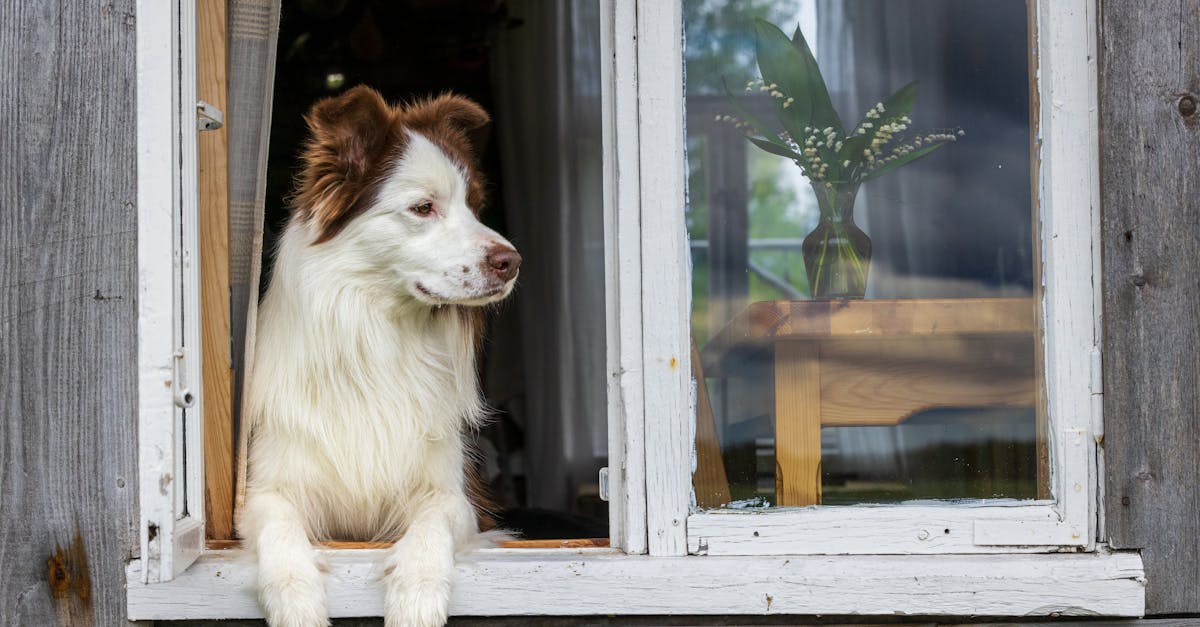 Separation Anxiety in Dogs: A Complete Treatment Guide