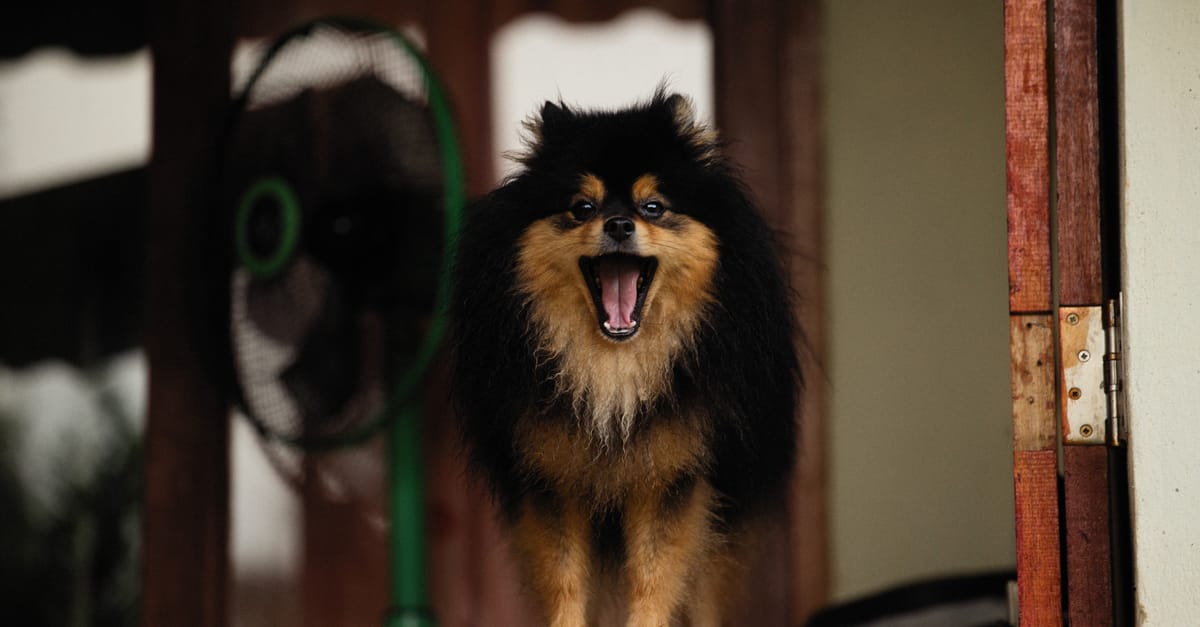 How to Stop Excessive Barking: Science-Based Solutions