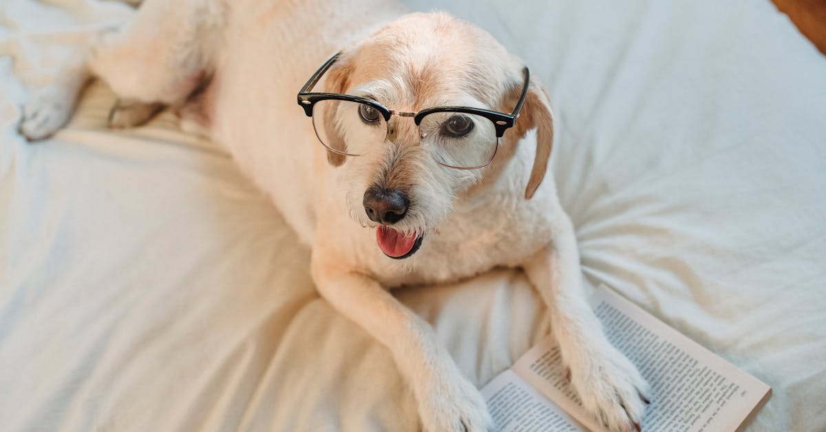 Training Senior Dogs: It's Never Too Late to Learn