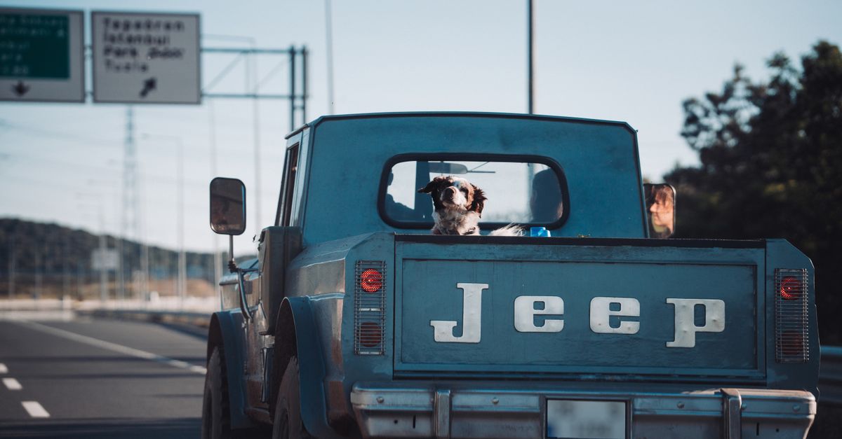 Travel Training: Preparing Your Dog for Road Trips and Flights