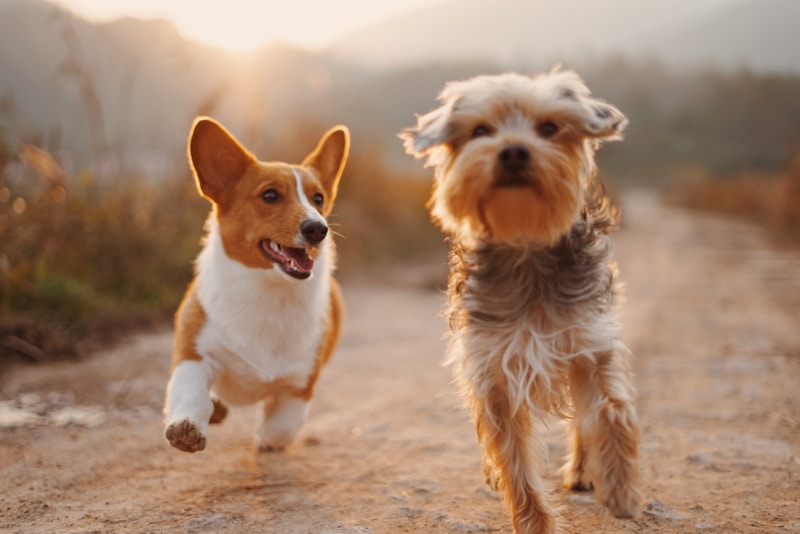 PetSafe Easy Walk No-Pull Dog Harness