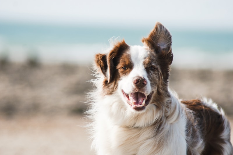 Arm & Hammer Enzymatic Dog Toothpaste Kit