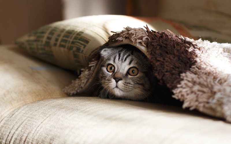 Revolution Plus Topical for Cats