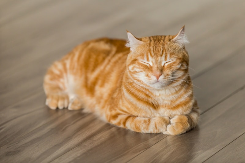 Royal Canin Indoor Adult Dry Cat Food